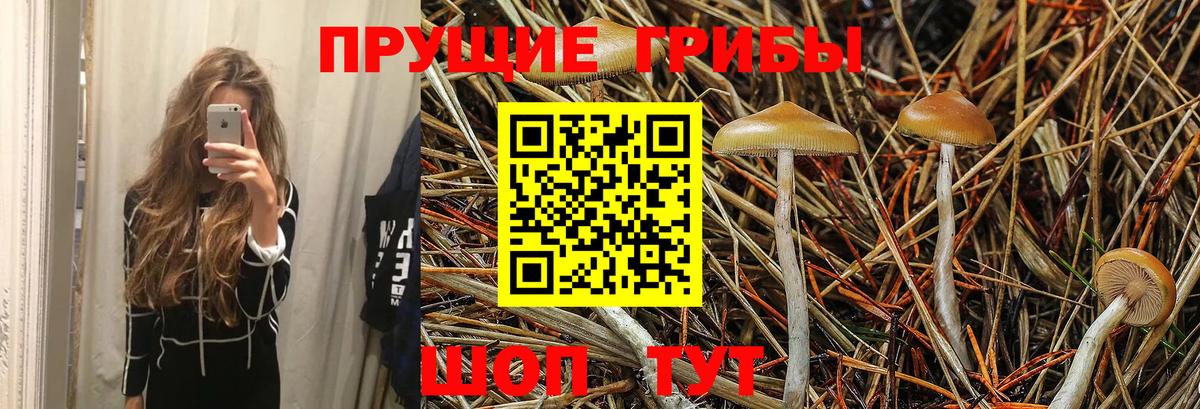 Псилоцибиновые грибы GOLDEN TEACHER Туапсе